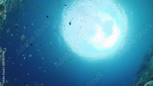 Wallpaper Mural Tropical fishes and coral reef underwater. Hard and soft corals, underwater landscape. Panglao, Bohol, Philippines. Torontodigital.ca