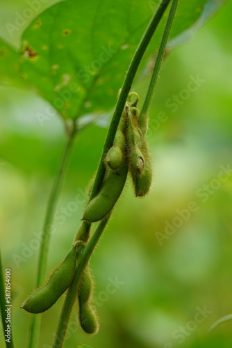 Soybean (Also called soya bean, soy bean) on the tree. Soybeans is one of the ingredient to make tempe or tofu photo