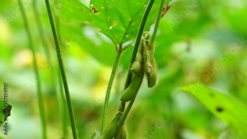 Soybean (Also called soya bean, soy bean) on the tree. Soybeans is one of the ingredient to make tempe or tofu photo