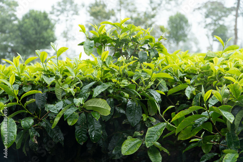 tea leaf in the tea garden