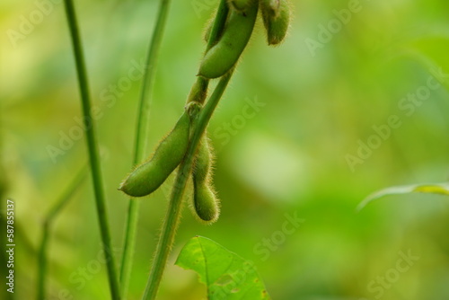 Soybean (Also called soya bean, soy bean) on the tree. Soybeans is one of the ingredient to make tempe or tofu photo
