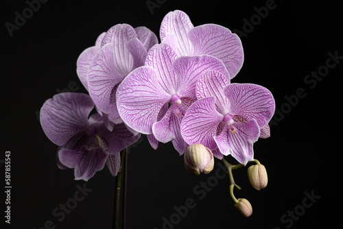 Purple spot Phalaenopsis Orchid with isolated black background