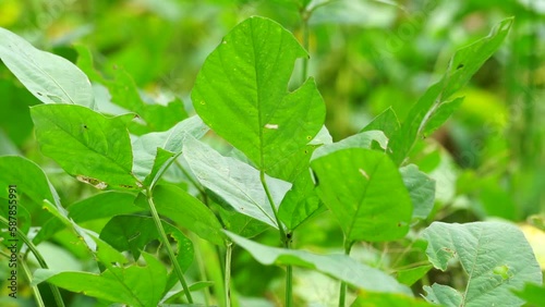 Soybean (Also called soya bean, soy bean) leaves on the tree. Soybeans is one of the ingredient to make tempe or tofu photo
