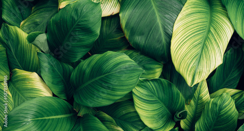closeup nature view of tropical leaves background  dark nature concept 