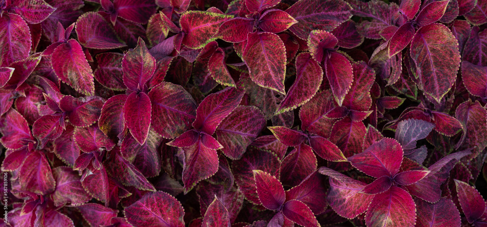 Full Frame of Purple Leaves Pattern Background, Nature Lush Foliage Leaf Texture, tropical leaf Full Frame of Purple Leaves Pattern Background, Nature Lush Foliage Leaf Texture, tropical leaf