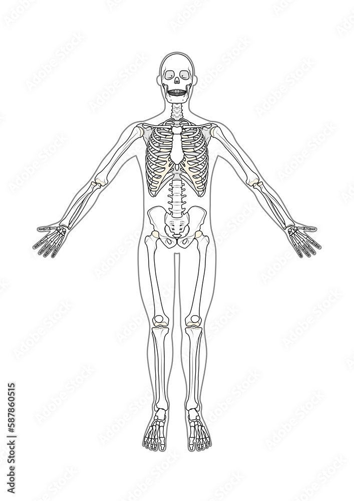 全身骨格　前面　男性　体表あり