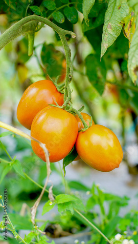 tomato plants with fruit that is starting to ripen, looks fresh, orange and green in color, some are ripe and orange in color