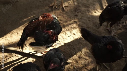 Roosters (Gallus gallus domesticus) in a traditional open ranch exposed with morning sun light. photo