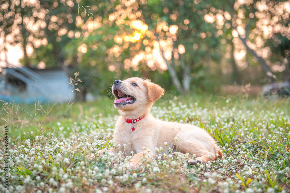 Young puppy golden retriever sit and play on the grass with sunlight and bokeh background Young puppy golden retriever sit and play on the grass with sunlight and bokeh background