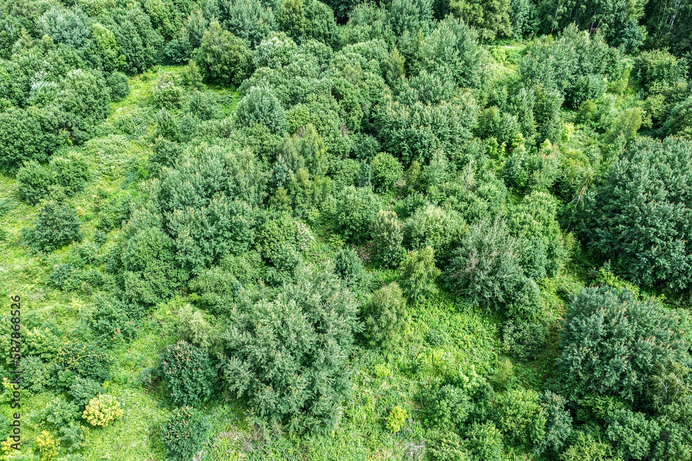 aerial view of green deciduous trees and bushes in wilderness forest area. summer countryside landscape. aerial view of green deciduous trees and bushes in wilderness forest area. summer countryside landscape.
