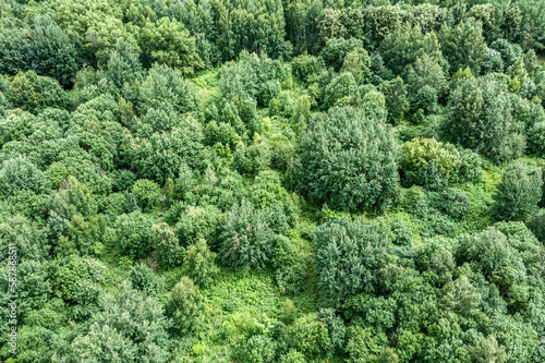 summer forest landscape. green deciduous trees with lush foliage in sunny day. aerial view.