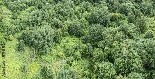 aerial panoramic view of green forest landscape in summer sunny day. rural scenery.