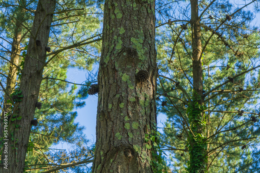 Coniferous tree with pine cones growing on the trunk Coniferous tree with pine cones growing on the trunk