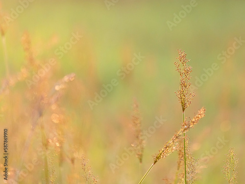 grass flowers glow in the sunlight © ittipol