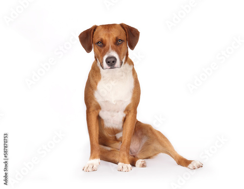 Foto Relaxed dog sitting sloppy or with legs sideways