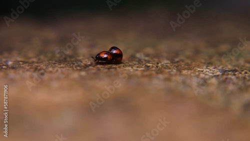 Exochomus quadripustulatus is a species of ladybird beetle, also known as ladybug, that is found in Europe and some parts of Asia. It is typically around 3-5 mm in length and has a red body with black photo