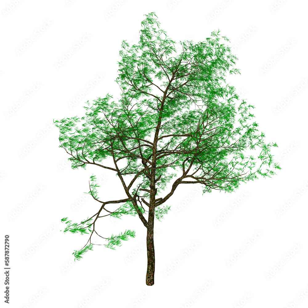 Obraz premium branched tree