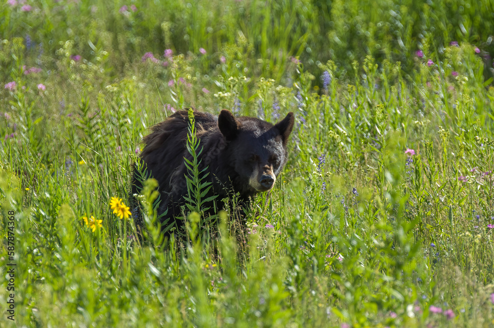 Naklejka premium Black Bear in Yellowstone