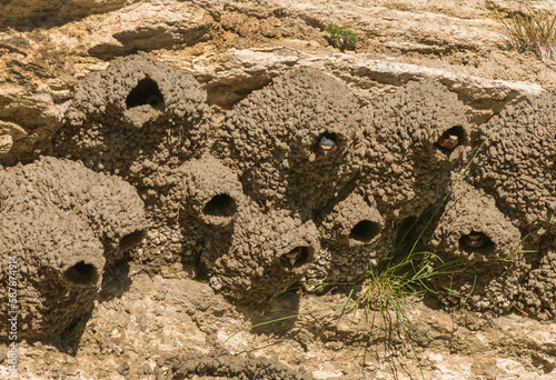 Cliff Swallow Mud nests