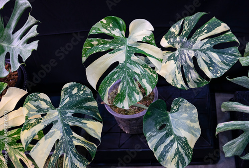 Monstera Variegata is very beautiful