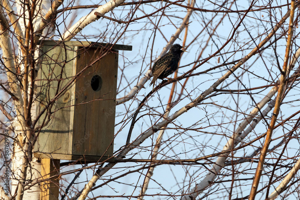 Starling on a birdhouse in the spring forest. Starling sitting on a tree. Starling on a birdhouse in the spring forest. Starling sitting on a tree.