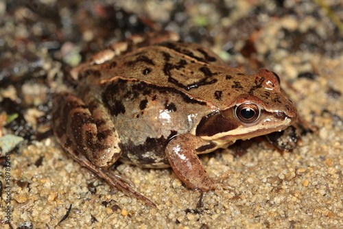 Fotografie moor frog (Rana arvalis) female in the breeding season