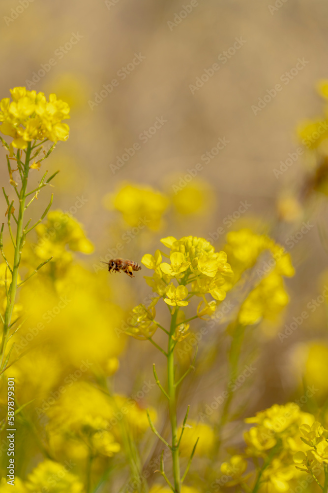 Obraz premium Honeybee and rape blossoms in jeju island south korea