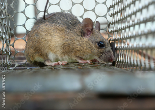 Rat in cage mousetrap, Mouse finding a way out of being confined, Trapping and removal of rodents that cause dirt and may be carriers of disease, Mice try to find freedom photo