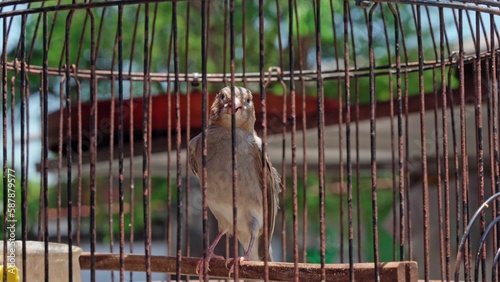 bird in a cage close-up charming playful.Keeping birds in captivity. Poultry © asokova