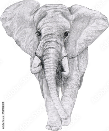 Elephant in full growth is in the sand  sketch graphic monochrome drawing