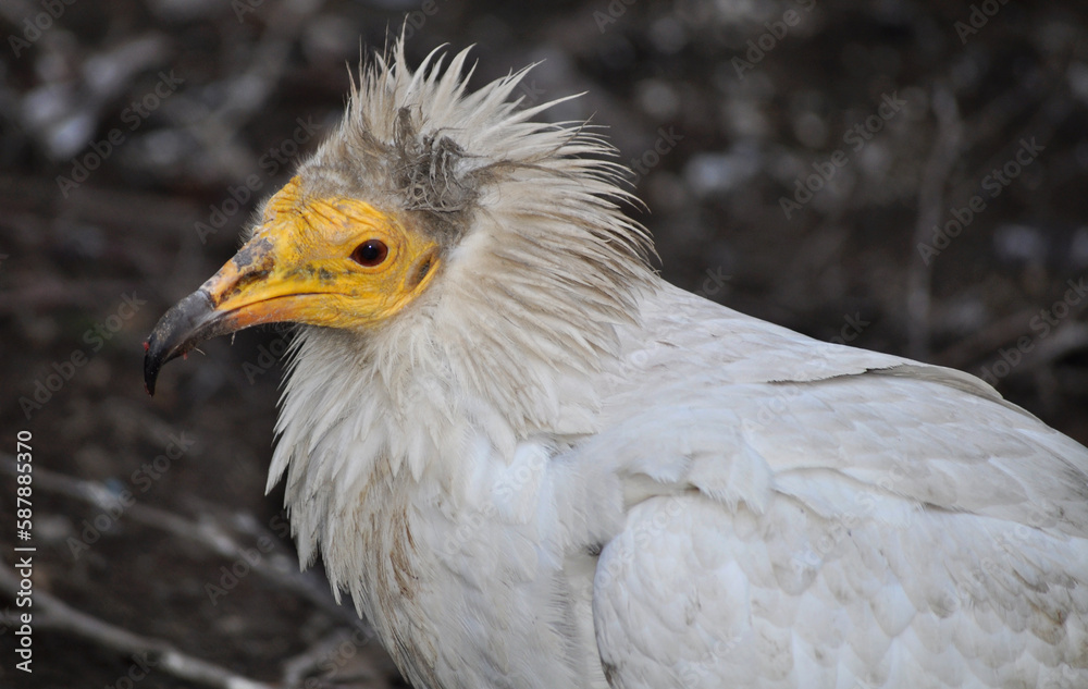Fototapeta premium Egyptian vulture (Neophron percnopterus) portrait
