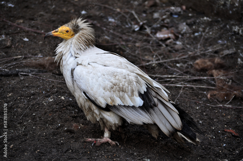 Egyptian vulture (Neophron percnopterus) portrait Egyptian vulture (Neophron percnopterus) portrait