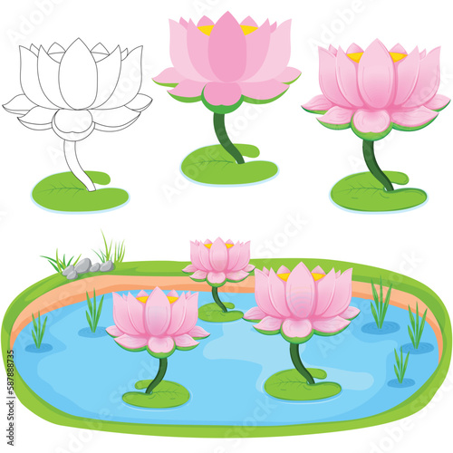 Lotus flower in the pond with multiple variation photo