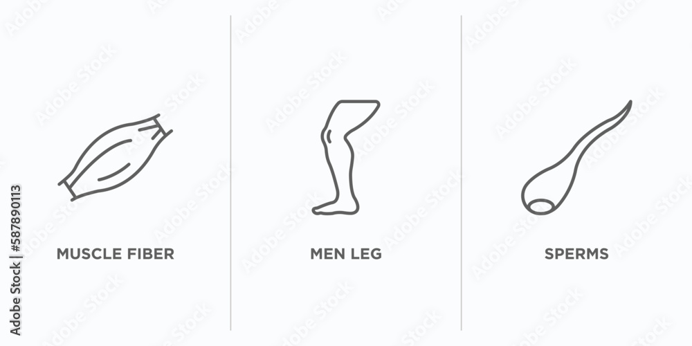 human body parts outline icons set. thin line icons such as muscle fiber, men leg, sperms vector. linear icon sheet can be used web and mobile