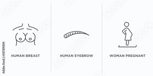 human body parts outline icons set. thin line icons such as human breast, human eyebrow, woman pregnant vector. linear icon sheet can be used web and mobile