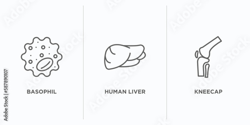 human body parts outline icons set. thin line icons such as basophil, human liver, kneecap vector. linear icon sheet can be used web and mobile