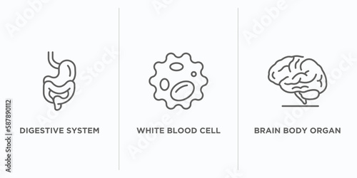 human body parts outline icons set. thin line icons such as digestive system, white blood cell, brain body organ vector. linear icon sheet can be used web and mobile