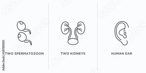 human body parts outline icons set. thin line icons such as two spermatozoon, two kidneys, human ear vector. linear icon sheet can be used web and mobile