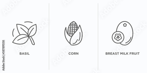 fruits and vegetables outline icons set. thin line icons such as basil, corn, breast milk fruit vector. linear icon sheet can be used web and mobile