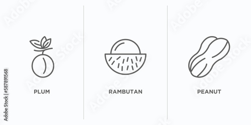 fruits and vegetables outline icons set. thin line icons such as plum, rambutan, peanut vector. linear icon sheet can be used web and mobile