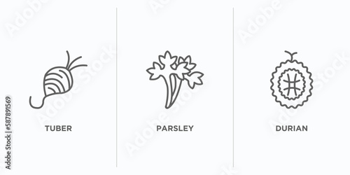 fruits and vegetables outline icons set. thin line icons such as tuber, parsley, durian vector. linear icon sheet can be used web and mobile