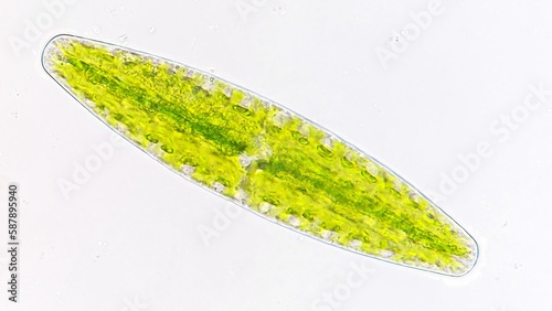 Fotografie Netrium digitus, a green microalgae species belonging to the family Desmidiaceae