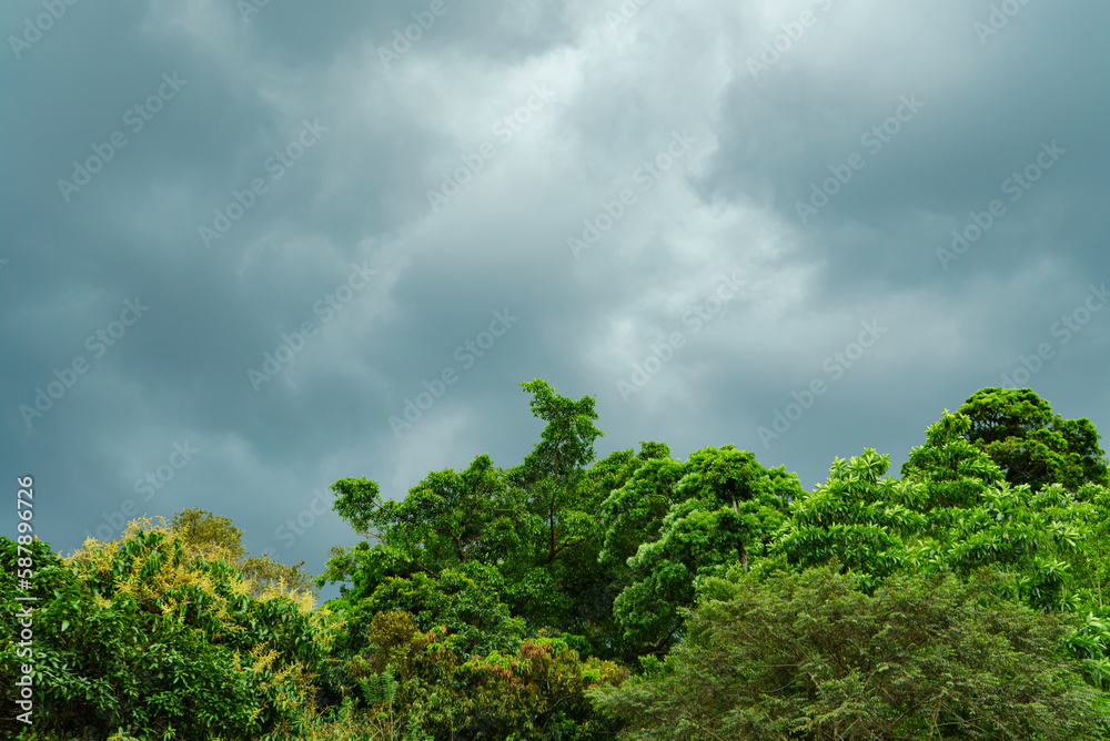 Landscape of green tropical trees and a gloomy sky