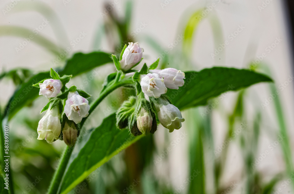 Obraz premium Comfrey Flowers 