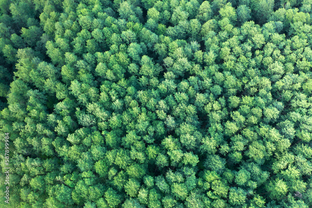 Green summer deciduous forest, clean fresh natural texture shot by drone.