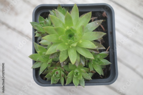 Rojniczek pospolity Sempervivum soboliferum photo