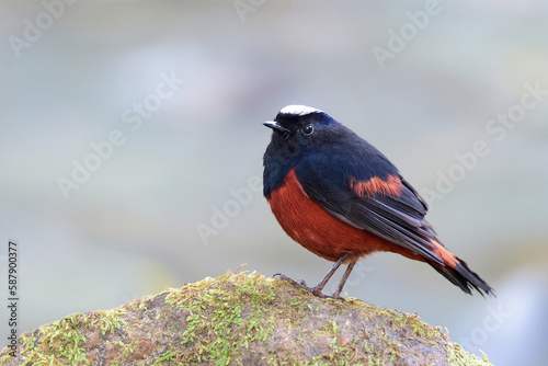 riverchat or white-capped redstart perching on mossy rock