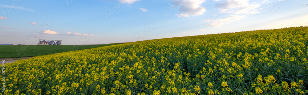 A flowering rapeseed field and other agricultural fields and the evening sky.