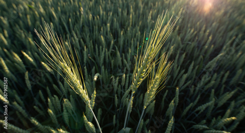 New Growth: A Stunning Shot of Growing Wheat Fields in the Springtime