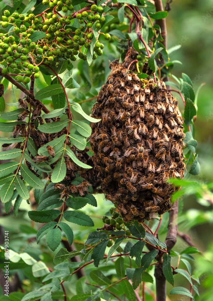 Beekeeping: Photographing a Hive on the Move